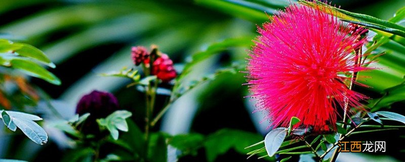 合欢花和朱樱花 朱缨花和合欢花的区别