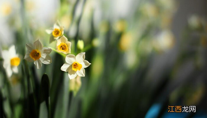 水仙花水养还是土养好 水仙花怎么水培