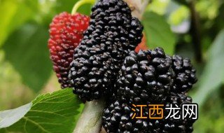 桑果种植适合什么地方 果桑北方可以种植吗