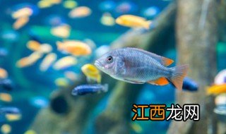 鱼缸养鱼水怎么养才会好 怎么养水养鱼才能旺盛