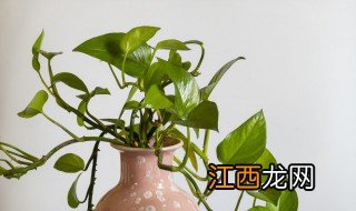 喜阴的大叶绿植有哪些 喜阴的室内大叶植物有哪些