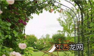 室外庭院遮阳植物有哪些 庭院遮阴用什么植物