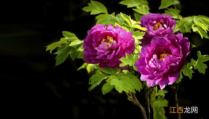 古风诗意的花名 古代花名雅称