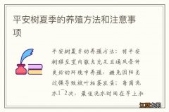 平安树夏季的养殖方法和注意事项