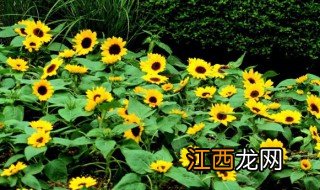 金葵花的功效与作用 关于金葵花的好处介绍