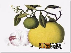 红心柚是染色的还是天然的-红心柚子的颜色有染上去的吗