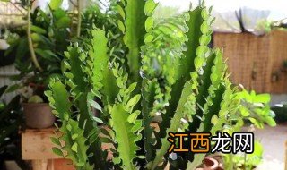 龙骨花适合养在家里吗? 什么地方适合种植龙骨