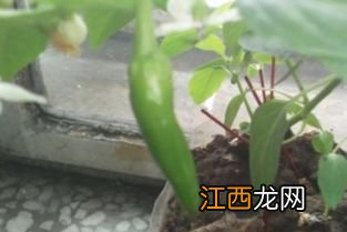 辣椒人工授粉的方法