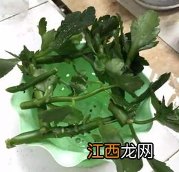 多菌灵泡多久