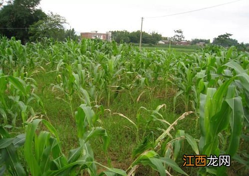 玉米除草剂打后下小雨管用吗