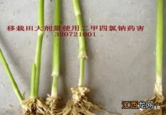 二甲四氯钠能用于果园除草吗，对果树有影响吗