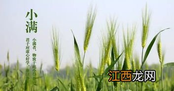 小满有什么农作物