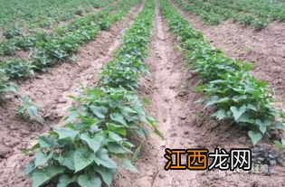 红薯怎样催芽育苗