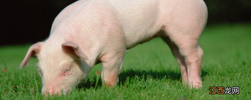 猪用针头型号及规格表 猪用针头型号一览表