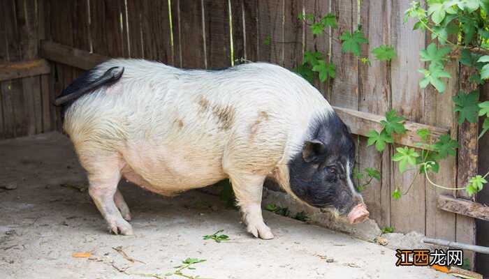 猪用针头型号及规格表 猪用针头型号一览表