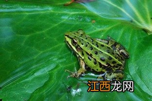 青蛙鸣叫是什么行为