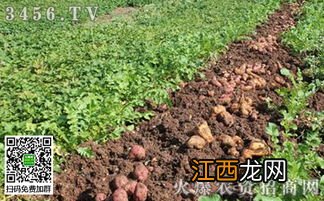 红薯施肥用什么肥料