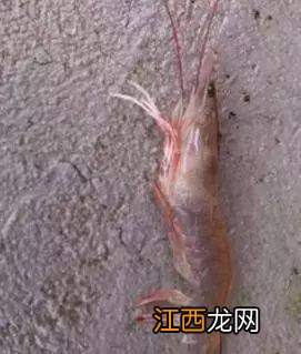 对虾弧菌怎么治疗