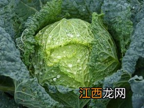 北方白菜几月份种植合适