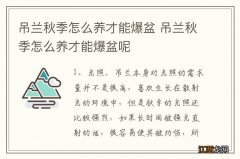 吊兰秋季怎么养才能爆盆 吊兰秋季怎么养才能爆盆呢