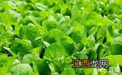 鸡毛菜和小白菜的区别