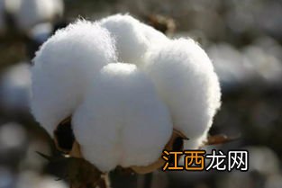 新疆棉花产地在哪里