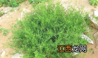 神砂草功效与作用 神砂草功效与作用是什么