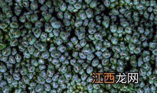 臭花菜种子的功效与作用 臭花菜种子有什么作用功效