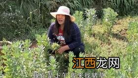 猪草是什么草，猪草喂猪生的好还是熟的好