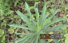 猪草是什么草，猪草喂猪生的好还是熟的好