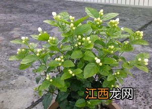 盆栽茉莉花用什么土好