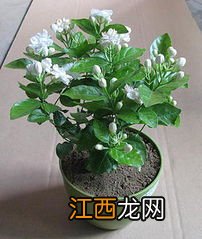 盆栽茉莉花用什么土好