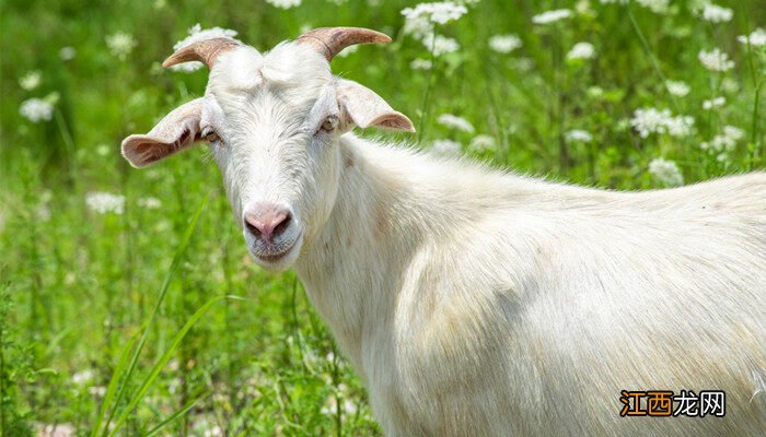 夏洛莱羊的优点与缺点 夏洛莱羊品种介绍