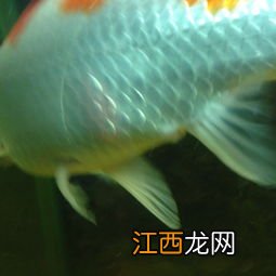 锦鲤炸鳞是怎么回事