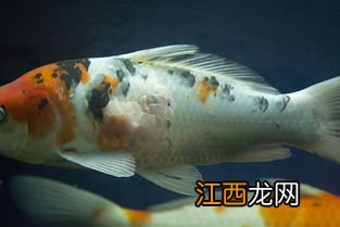 锦鲤炸鳞是怎么回事