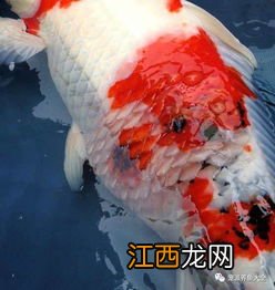 锦鲤炸鳞是怎么回事