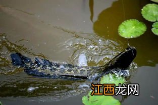 黑鱼喜欢在什么地方活动