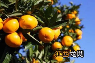 柑橘的生长过程