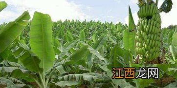 香蕉用什么肥料能快速生长