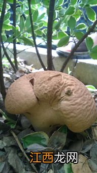 菌类都有哪些品种