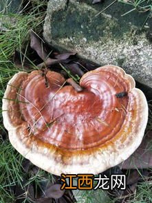 菌类都有哪些品种