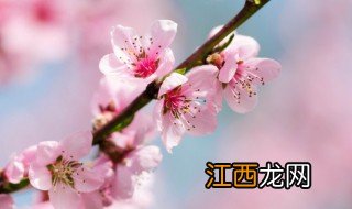 什么花木可以辟邪保平安 什么木辟邪保平安最好