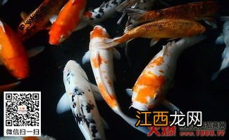 锦鲤嘴巴溃烂怎么办