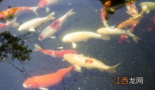 锦鲤不活跃是什么原因