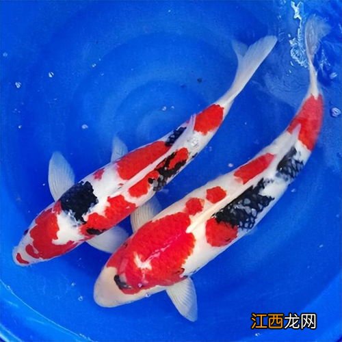 锦鲤褪色是什么原因