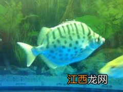 锦鲤白毛病治疗方法