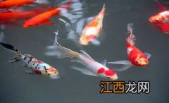 锦鲤用打氧气吗