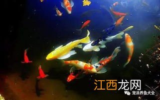 锦鲤晚上能喂食吗