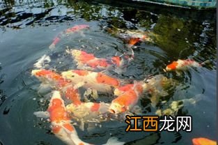 锦鲤缸里能养水草吗