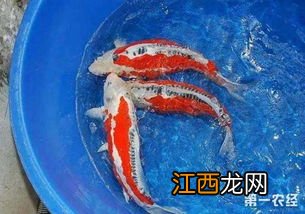 锦鲤饿几天会死